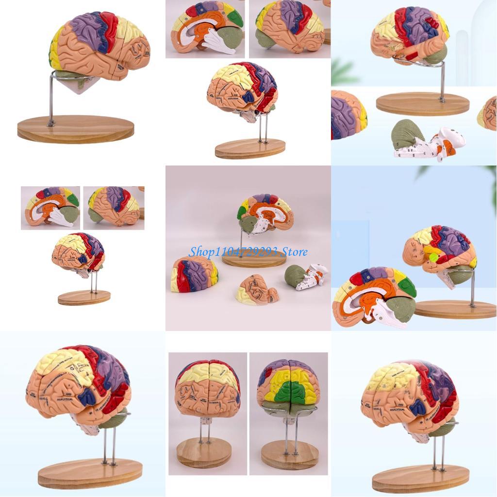 Y2GD Anatomical Human Model fo - Medical Lab And Science 评论和价格