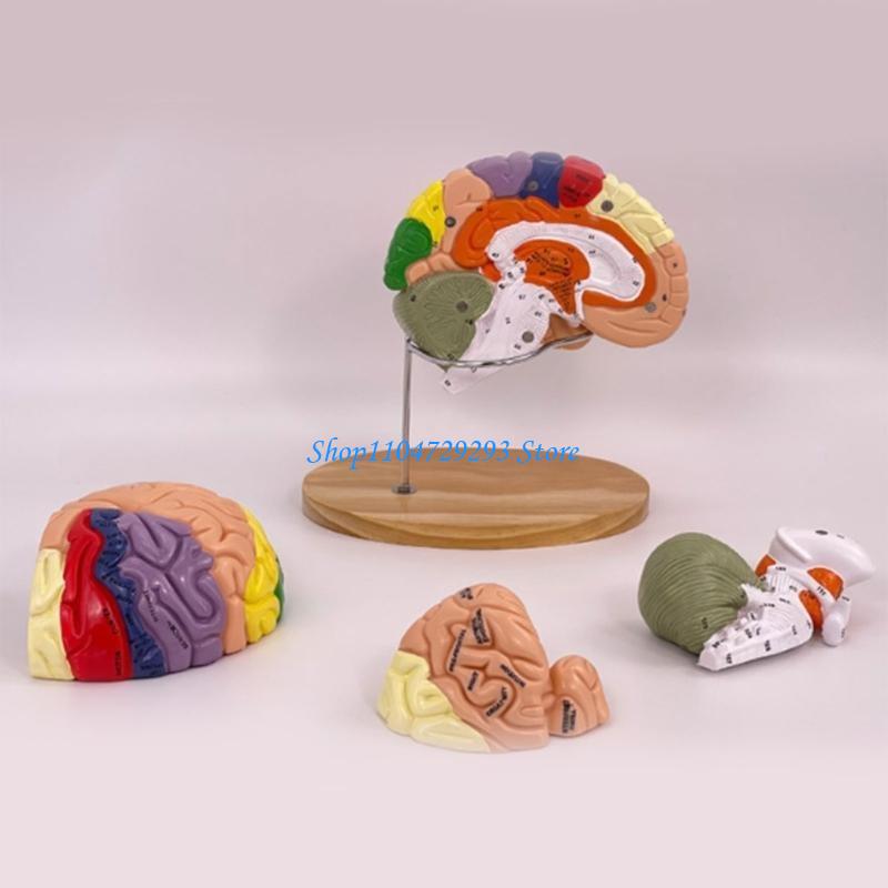 Y2GD Anatomical Human Model fo - Medical Lab And Science 评论和价格