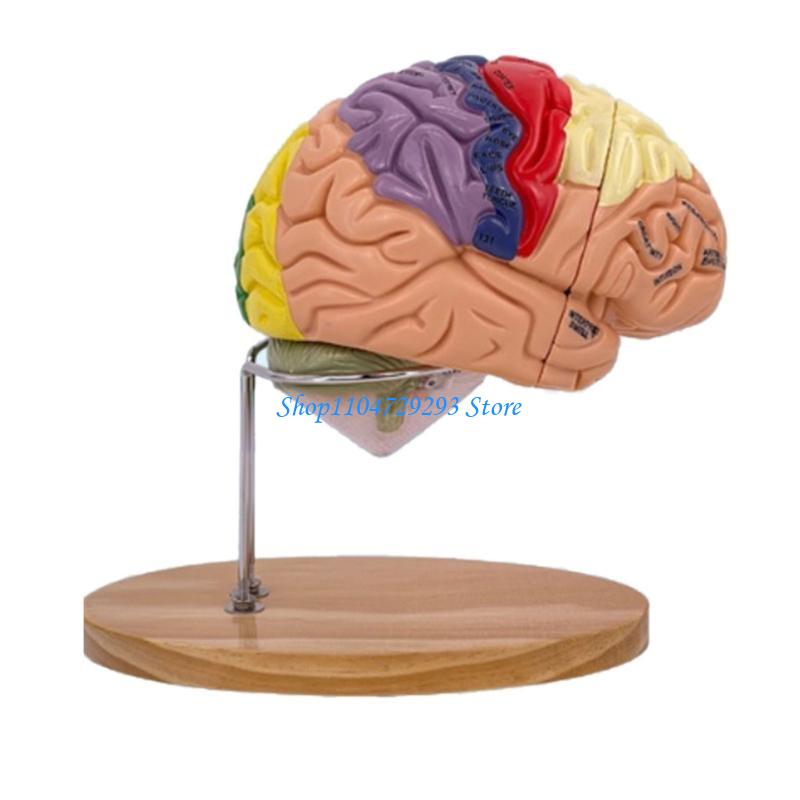 Y2GD Anatomical Human Model fo - Medical Lab And Science 评论和价格