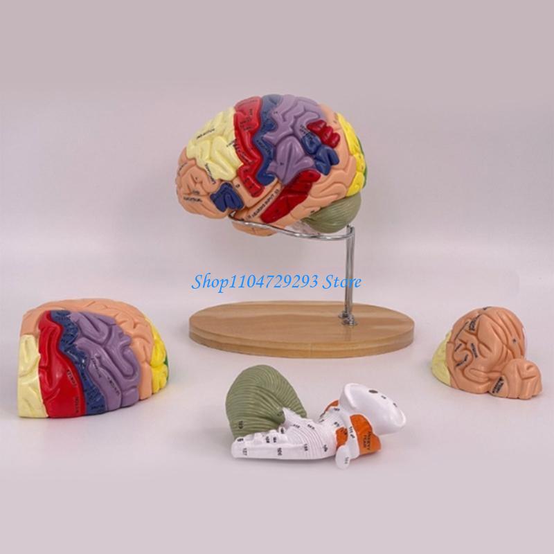 Y2GD Anatomical Human Model fo - Medical Lab And Science 评论和价格