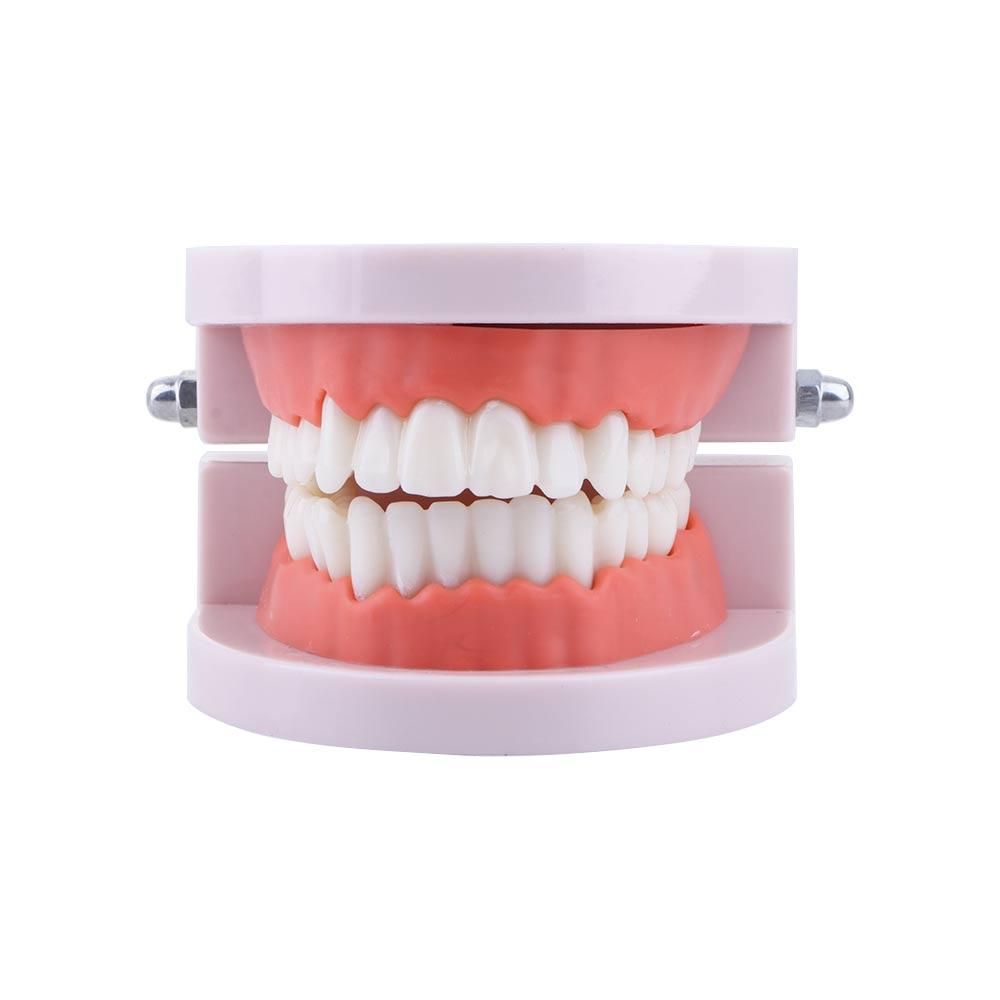 Lab Adult Study Typodont Demon - Medical Lab And Science 评论和价格