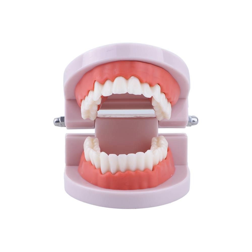 Lab Adult Study Typodont Demon - Medical Lab And Science 评论和价格