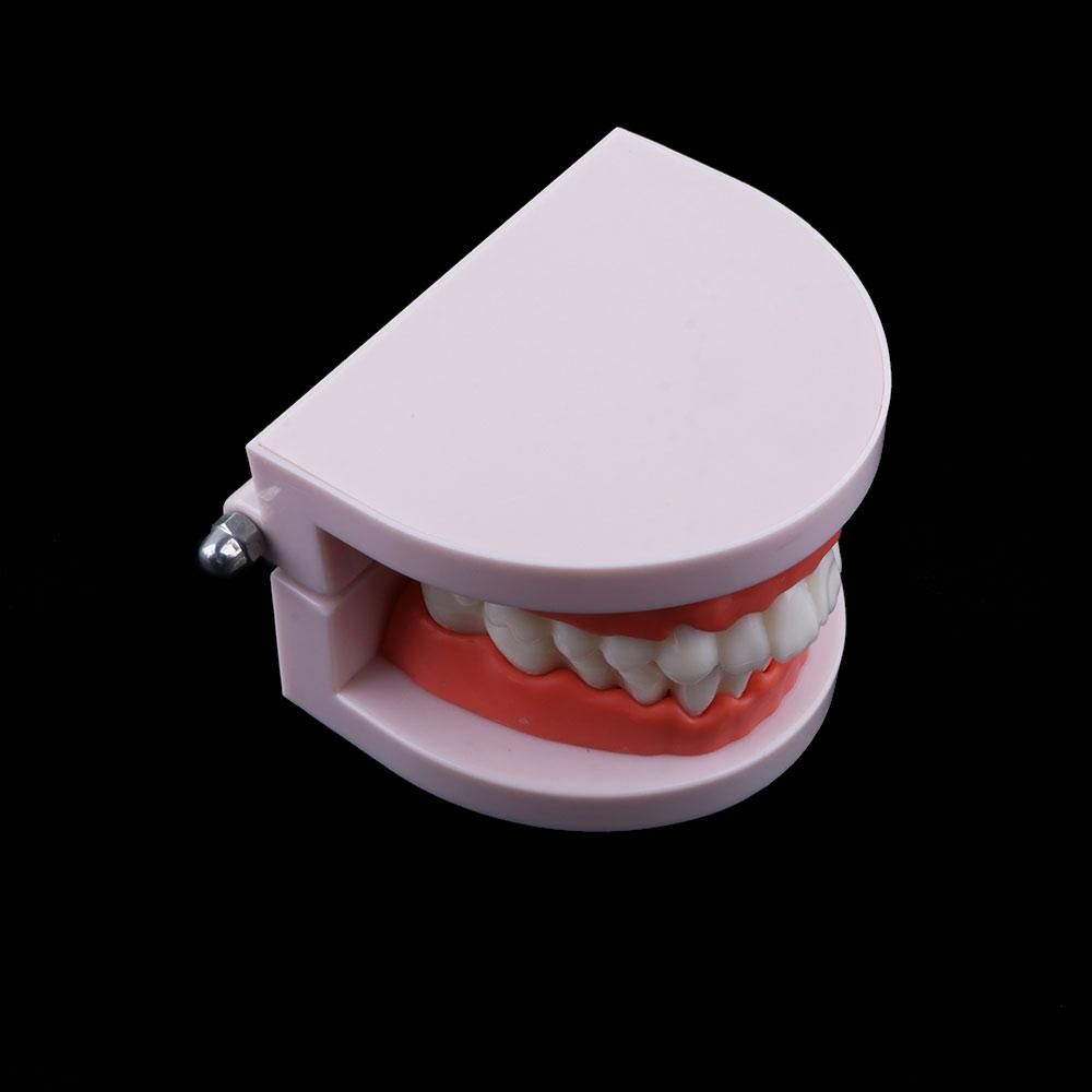 Lab Adult Study Typodont Demon - Medical Lab And Science 评论和价格