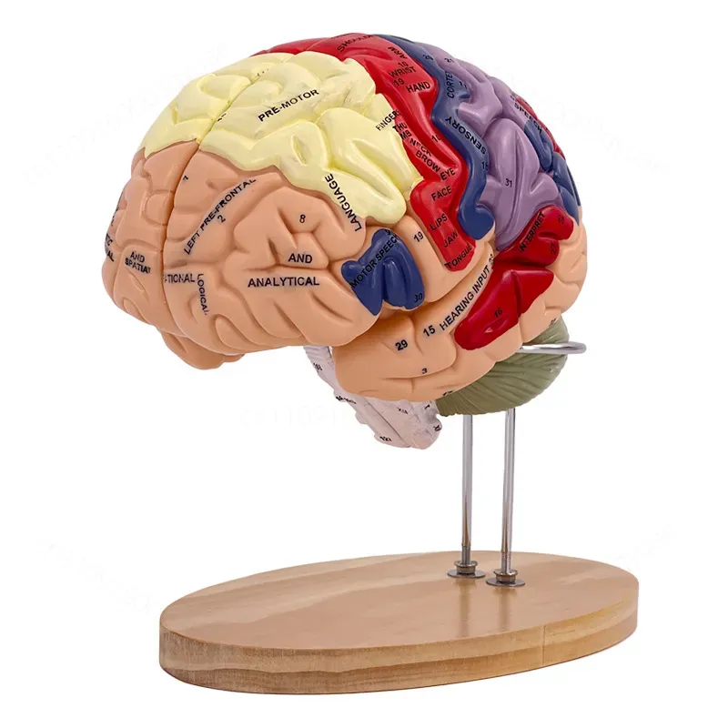 2X Zoom Deluxe Brain Model Ana - Medical Lab And Science 评论和价格