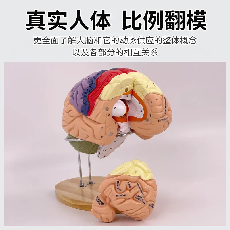 2X Zoom Deluxe Brain Model Ana - Medical Lab And Science 评论和价格