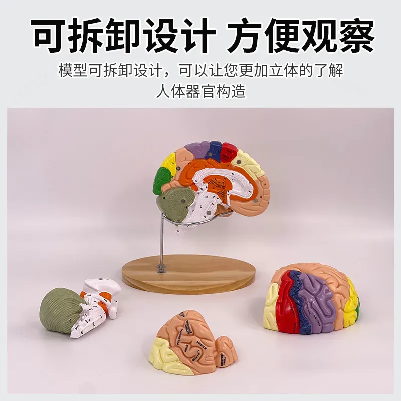 2X Zoom Deluxe Brain Model Ana - Medical Lab And Science 评论和价格