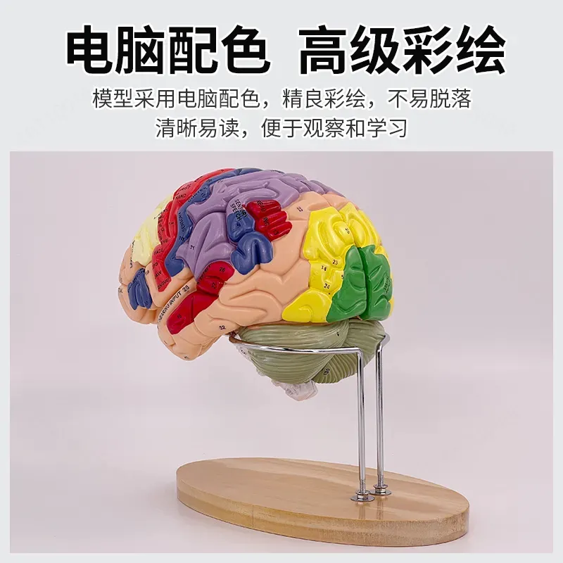 2X Zoom Deluxe Brain Model Ana - Medical Lab And Science 评论和价格