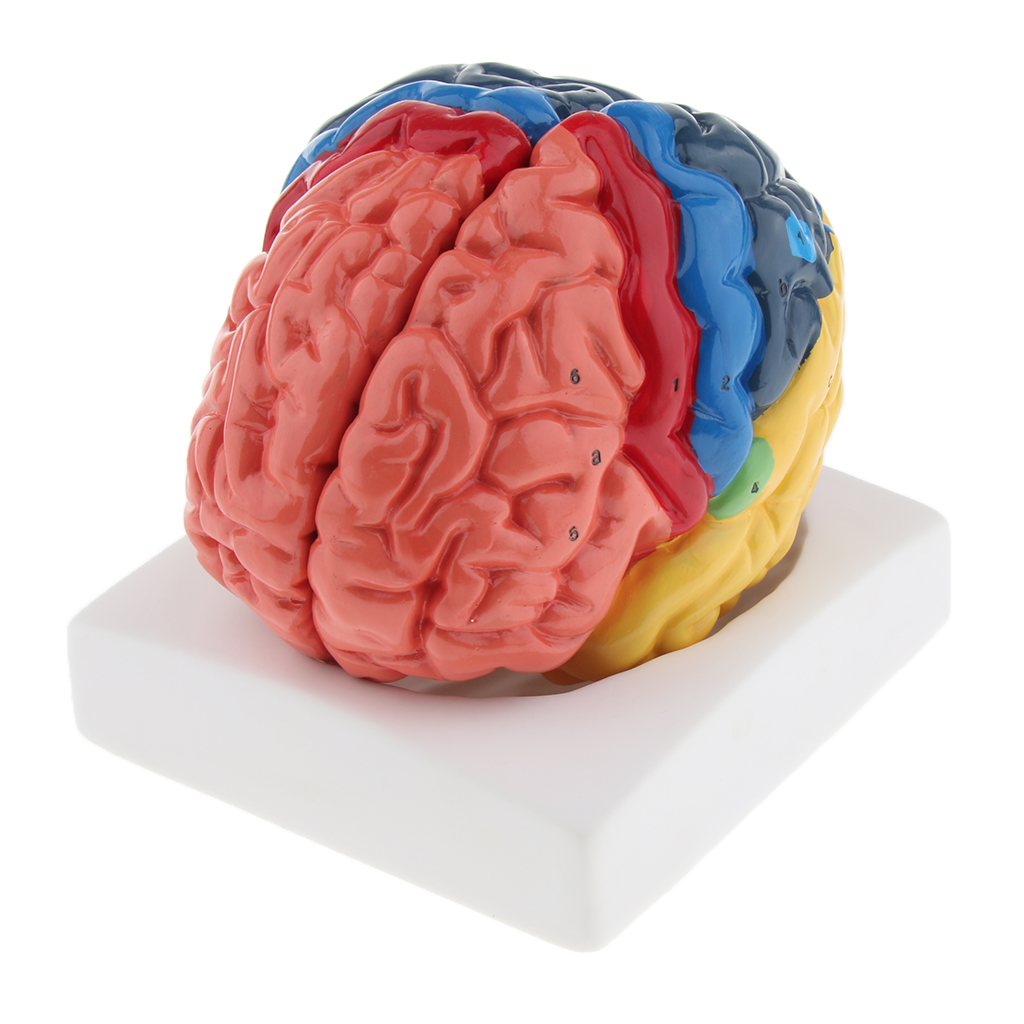 Lifesize Brain Model Realistic - Medical Lab And Science 评论和价格