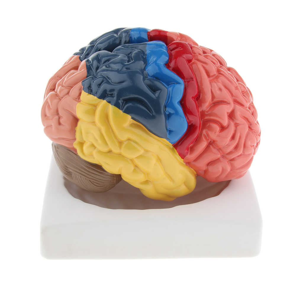 Lifesize Brain Model Realistic - Medical Lab And Science 评论和价格