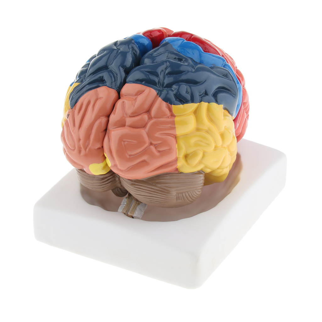 Lifesize Brain Model Realistic - Medical Lab And Science 评论和价格