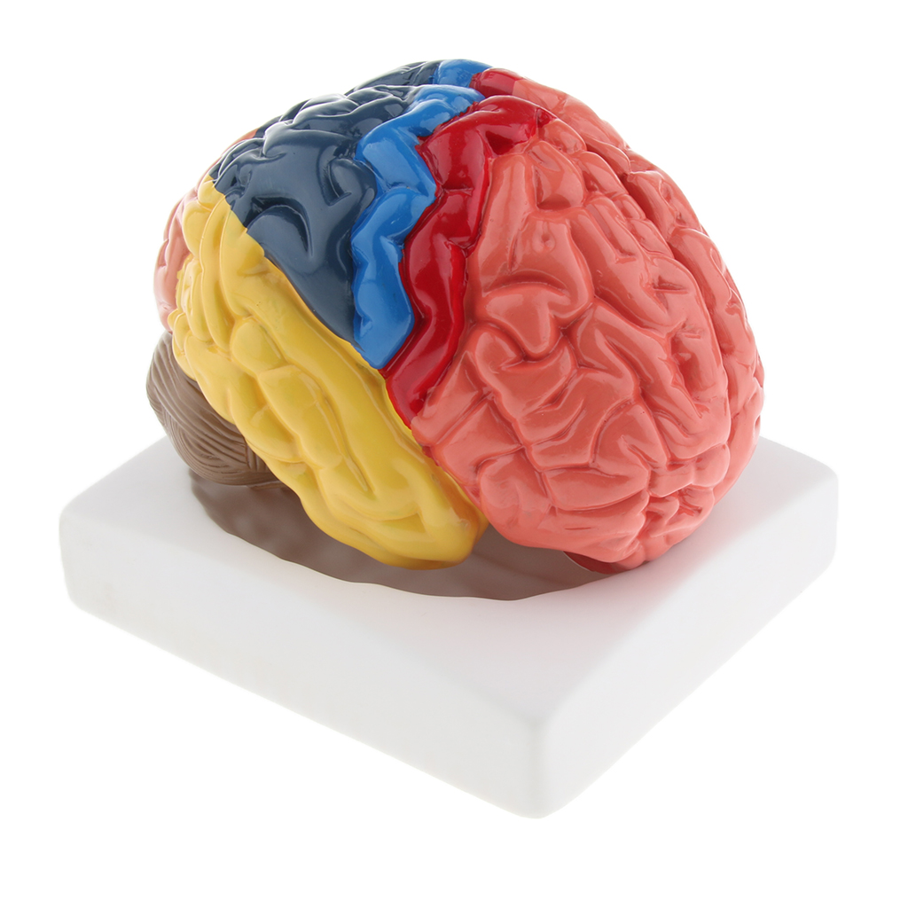 Lifesize Brain Model Realistic - Medical Lab And Science 评论和价格