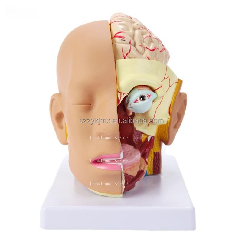 Medical Science Resource Human - Medical Lab And Science 评论和价格
