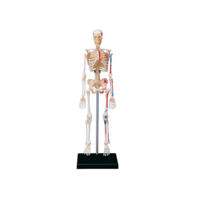 4D Master Human Skeleton Anato - Medical Lab And Science 评论和价格