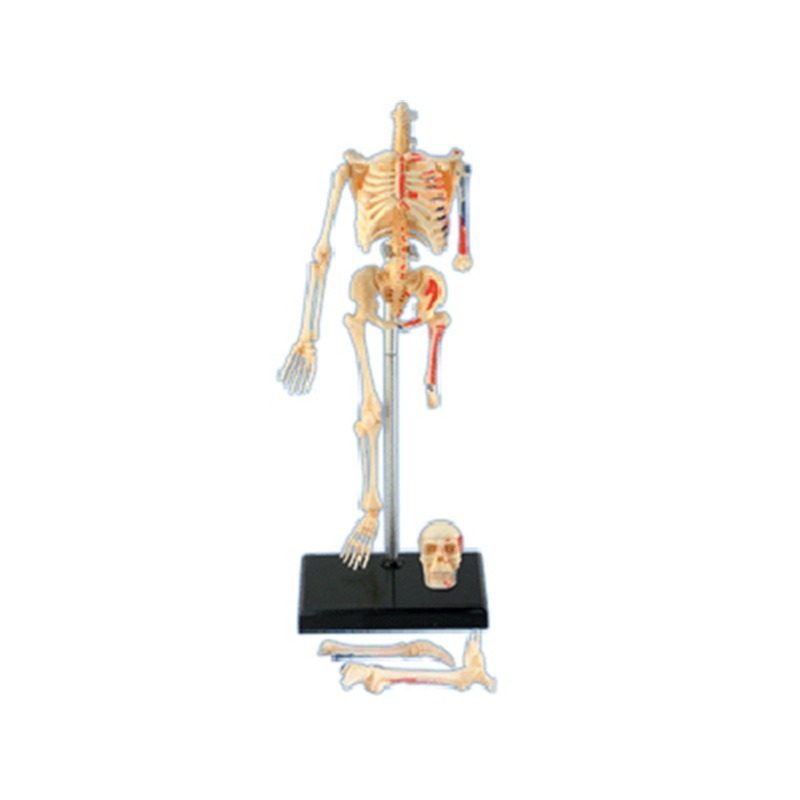 4D Master Human Skeleton Anato - Medical Lab And Science 评论和价格