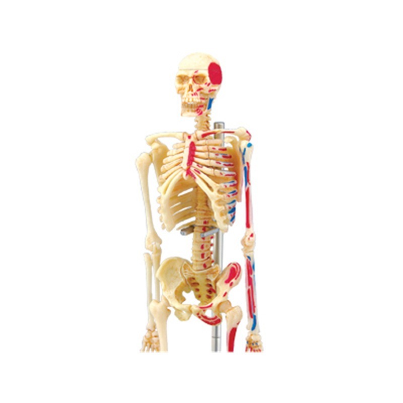 4D Master Human Skeleton Anato - Medical Lab And Science 评论和价格